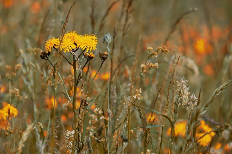 Wildflower Meadows